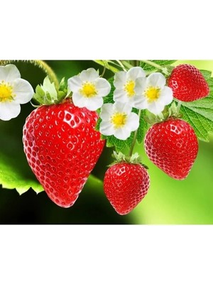 Esranın Dünyası Akgen Çilek Tohumu - 100+ Tohum