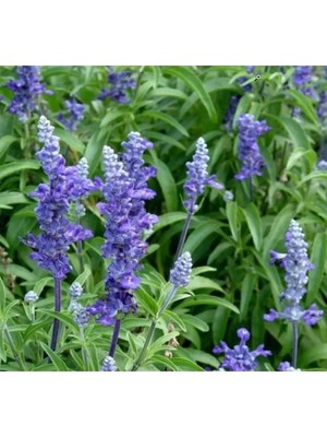 Esranın Dünyası Adaçayı Çiçeği - Doğal ve Sade Güzellik