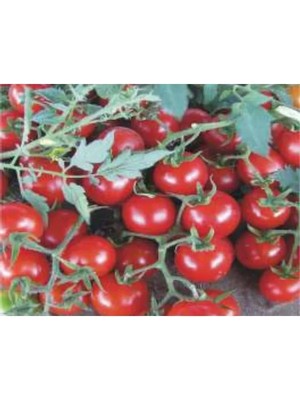 Esranın Dünyası Domates Cherry Tohumu - 100 Adet