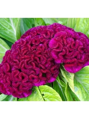 Esranın Dünyası Mor Renkli Japon Horoz Ibiği Balta Tohumu (20 Tohum)