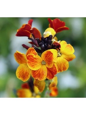 Esranın Dünyası Kokulu Sarı Şebboy Tohumu - 25 Adet