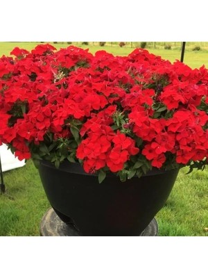 Esranın Dünyası Kırmızı Floks F1 Tohumu - 25 Adet - Bahçenizi Canlandırın