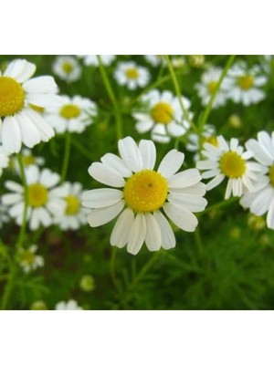 Esranın Dünyası Kalıcı Alman Papatyası F1 Tohumu - 10 Adet