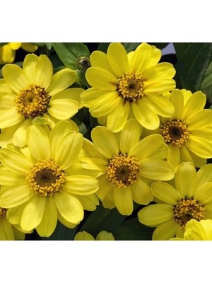 Esranın Dünyası Sarı Renkli Zinnia - Mini Çok Çiçekli Tohum