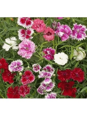 Esranın Dünyası Karışık Kokulu Iri Çin Karanfili F1 Tohumu - 10 Adet