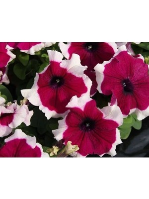 Esranın Dünyası Eflatun Beyaz Petunya Tohumu - 20 Adet