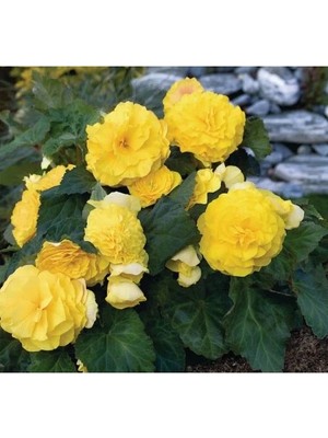 Esranın Dünyası Sarı Katmerli Begonya Tohumu - 5 Adet - Şık ve Zarif