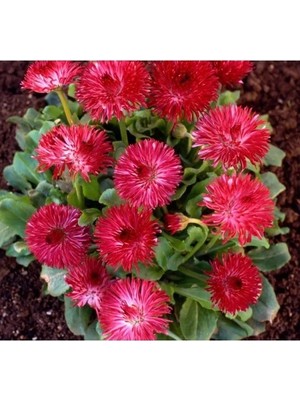 Esranın Dünyası Katmerli Şeker Papatya Tohumu (Kırmızı) - 20 Tohum