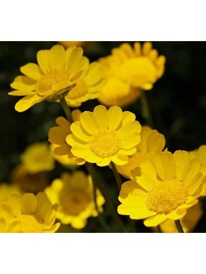 Esranın Dünyası Iri Çiçekli Sarı Papatya Tohumu - 25 Tohum