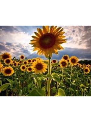 Esranın Dünyası Ayçekirdeği Gökmen Tohumu - 10 gr