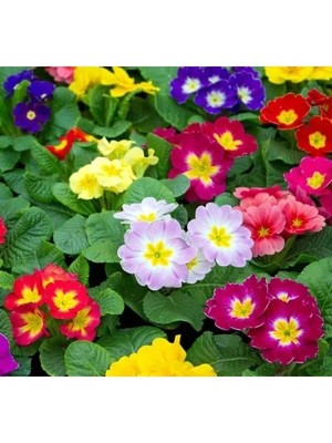 Esranın Dünyası Karışık Katlı Çuha Çiçeği F1 Tohumu - 10 Tohum