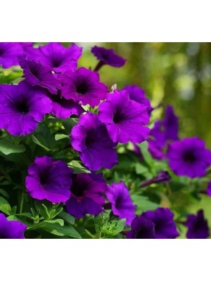 Esranın Dünyası Mor Renkli Iri Çiçekli Bodur Petunya Tohumu - 15 Tohum