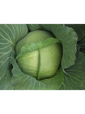 Esranın Dünyası Doğal Yalova Lahana Tohumu - Yüksek Verim