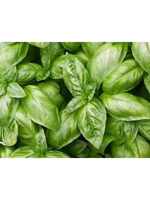 Esranın Dünyası Geniş Yapraklı Fesleğen Tohumu (+150 Tohum)