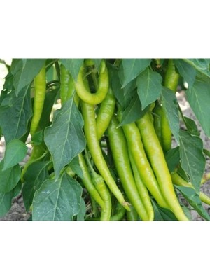 Esranın Dünyası Doğal Demre Biber Tohumu