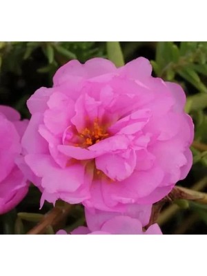 Esranın Dünyası Pembe Katmerli Ipek Çiçeği Tohumu - 40 Adet - Bol Çiçekli