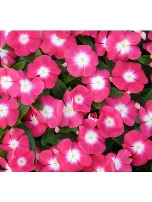 Esranın Dünyası Pembe Beyaz Benekli Rozet Çiçeği Tohumu - 15 Adet