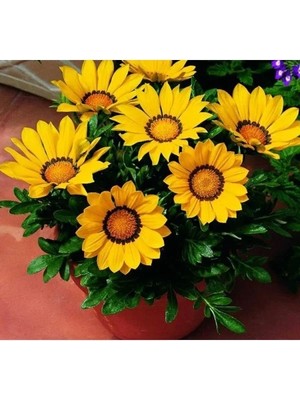 Esranın Dünyası Sarı Gazanya F1 Tohumu - 10 Adet