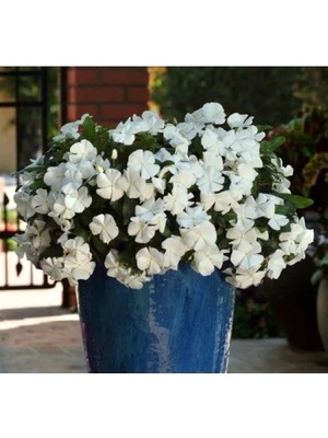 Esranın Dünyası Beyaz Sarkıcı Rozet Çiçeği Tohumu (Çok Geniş Bitki) - 10 Tohum