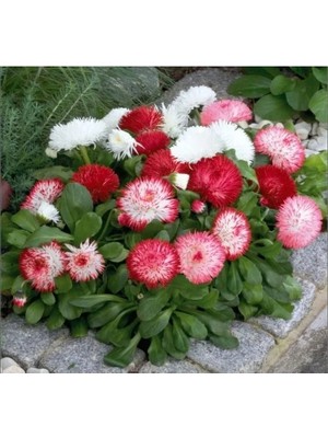 Esranın Dünyası Karışık Renkli Ponpon Papatya Tohumu - 10 Tohum