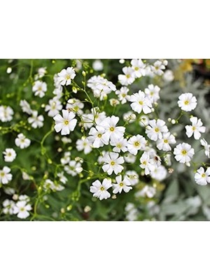 Esranın Dünyası Bahar Yıldızı Tohumu - 200 Adet