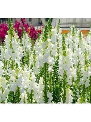 Esranın Dünyası Kesimlik Beyaz Aslanağzı Tohumu - 20 Tohum