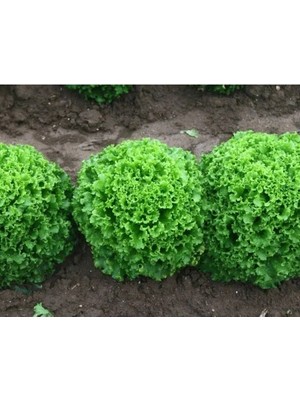 Esranın Dünyası Doğal Kıvırcık Marul Tohumu - Organik Seçenek