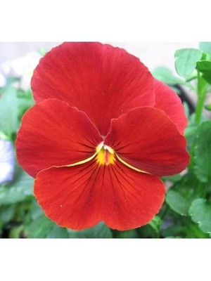 Esranın Dünyası Kırmızı Hercai Menekşe Tohumu Katlı - 10 Adet