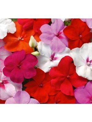 Esranın Dünyası Cam Güzeli Tohumu (Büyük Çok Çiçekli) Karışık Renkli - 10 Tohum