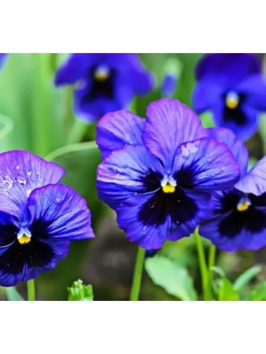 Esranın Dünyası Mavi Gözlü Menekşe Çiçeği Tohumu - 100 Adet