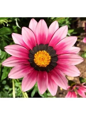 Esranın Dünyası Pembe Gazanya F1 Tohumu - 10 Adet