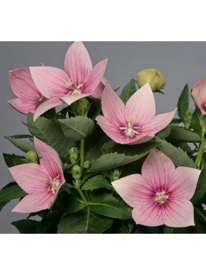 Esranın Dünyası Büyük Çan Çiçeği Tohumu - Pembe Renkli - 5 Tohum