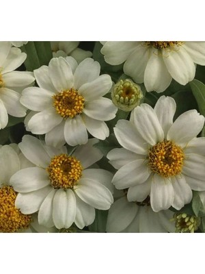 Esranın Dünyası Beyaz Renkli Mini Zinnia Çiçeği Tohumu - 5 Adet