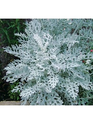 Esranın Dünyası Gümüş Renkli Bahçe Külü Tohumu - 40 Adet