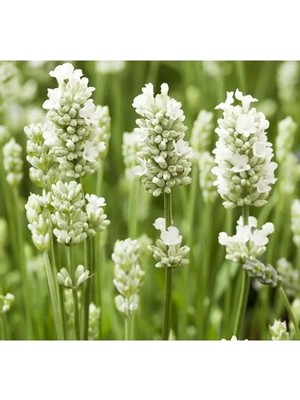 Esranın Dünyası Beyaz Lavanta Tohumu - 15 Tohum