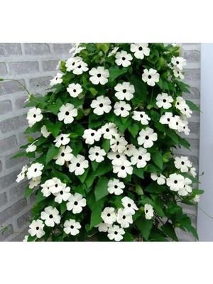 Esranın Dünyası Beyaz Kara Gözlü Suzan Çiçeği Tohumu - 5 Adet