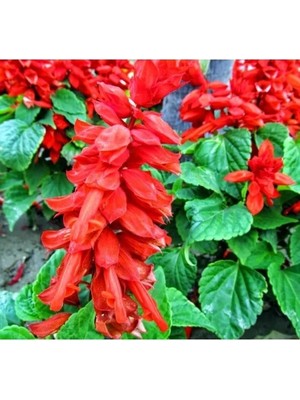 Esranın Dünyası Bordür Güzeli Ateş Çiçeği Tohumu - Kaliteli Seçenek