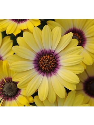 Esranın Dünyası Sarı Bodrum Papatyası F1 Tohumu - 5 Tohum