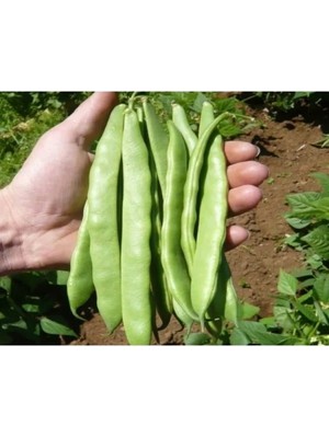 Esranın Dünyası Doğal Fasulye Tohumu Alman Ayşe (Sırık)