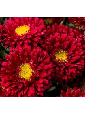 Esranın Dünyası Kırmızı Renkli Uzun Boylu Kesimlik Kasımpatı Çiçeği Tohumu - 5 Tohum