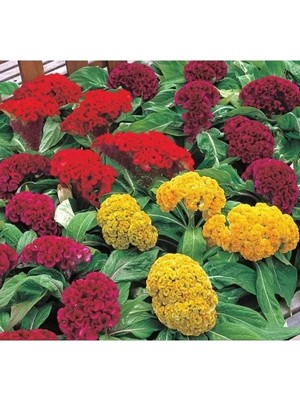 Esranın Dünyası Horoz Ibiği Tohumu - Karışık Renkli (20 Tohum)