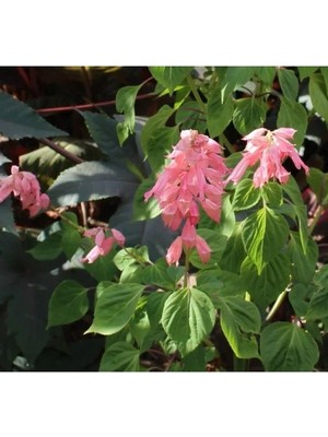 Esranın Dünyası Pembe Renkli Bodur Ateş Çiçeği Tohumu - 15 Tohum