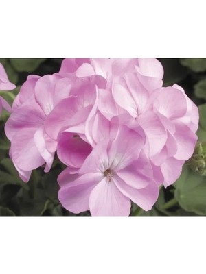 Esranın Dünyası Pembe Sardunya Tohumu - 10 Adet