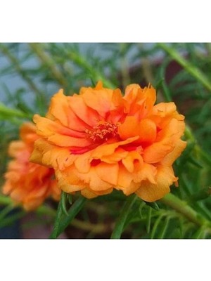 Esranın Dünyası Turuncu Renkli Duble Katlı Ipek Çiçeği Tohumu - 25 Adet