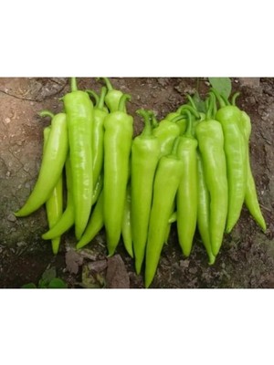 Esranın Dünyası Doğal Çarliston Biberi Tohumu - Yüksek Verim