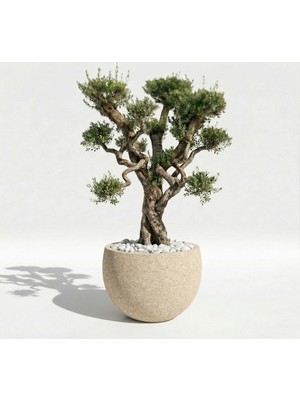 Hobi Tarım Büyük Beton Ağaç Saksısı 72X95CM