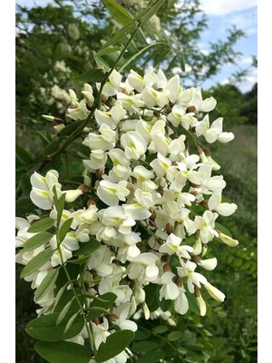 Look Beyaz Salkım Akasya Ağacı Tohumu / 5 Adet Tohum TH-2022DSHNGLKTHM231