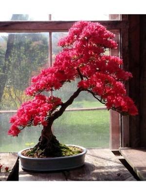 Look Pembe Yapraklı Bonsai Ağacı Tohumu-10 Adet TH-2022DSHNGLKTHM091