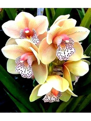 Look Sarı Çilli Orkide Tohumu 10 Adet TH-332586449868451