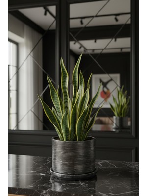 Mhd Büyük Boy Özel Tasarım Beton Saksı Tabak 20 cm ( 5 Lt. )
